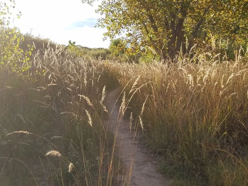 Dirt path through high grass in bright sunshine with green leaf tree in background. 