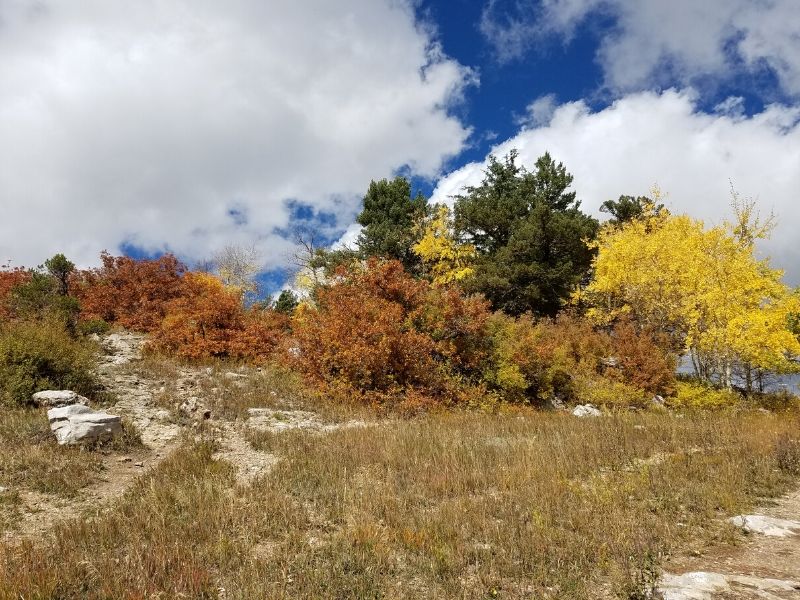 Row of trees at top of hill with brown and yellow leaves, big puffy clouds in the sky