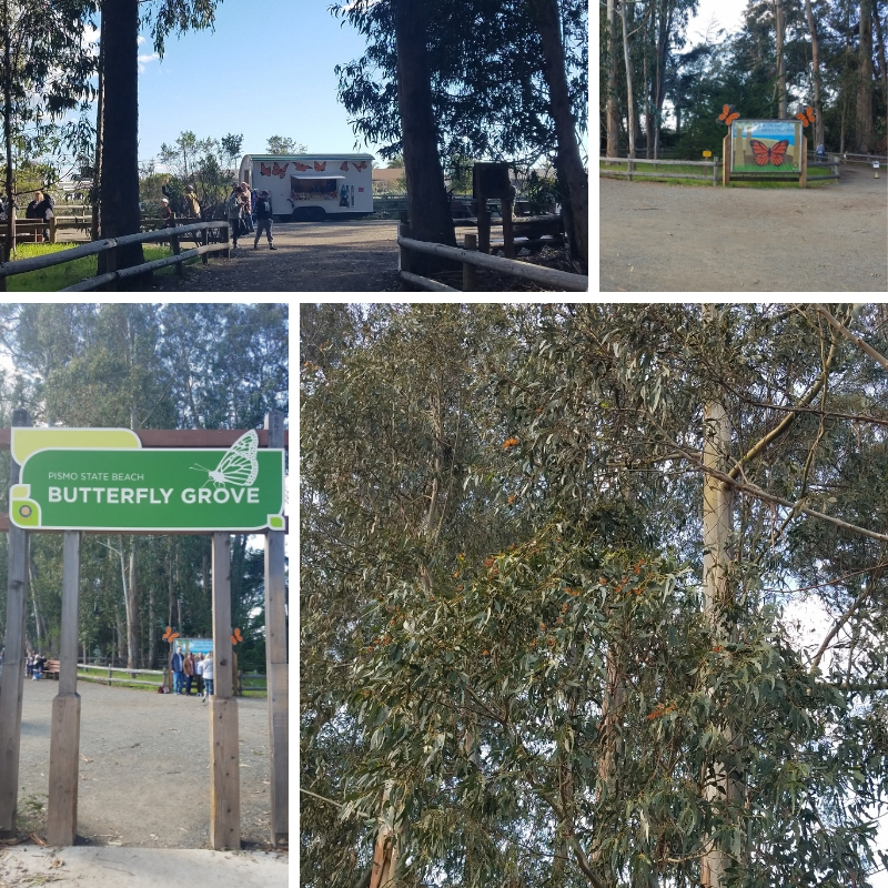 Collage of Monarch Butterfly Grove, including the trailer shop, Welcome Sign, monarch painting, and orange monarch in the treetops