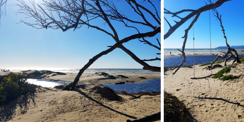 Collage of Pismo Beach coastline and swing hanging from a tree on the beach.